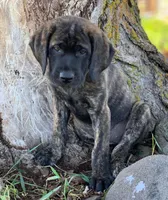 Lizzo - Mastador, a female English Mastiff for sale in Hinckley, MN – Photo 5 of 9