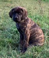 Lizzo - Mastador, a female English Mastiff for sale in Hinckley, MN – Photo 4 of 9