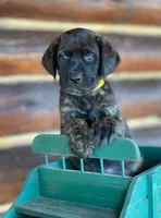 Lizzo - Mastador, a female English Mastiff for sale in Hinckley, MN – Photo 6 of 9
