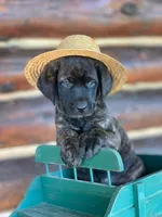 Lizzo - Mastador, a female English Mastiff for sale in Hinckley, MN – Photo 7 of 9