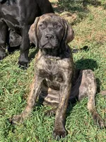 Lizzo - Mastador, a female English Mastiff for sale in Hinckley, MN – Photo 3 of 9