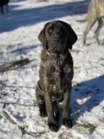 Lizzo - Mastador, a female English Mastiff for sale in Hinckley, MN – Photo 8 of 9