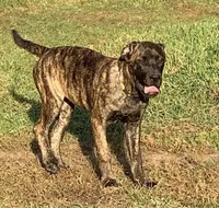 Lizzo - Mastador, a female English Mastiff for sale in Hinckley, MN – Photo 2 of 9