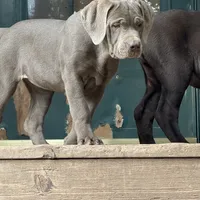 Rye - Mastador, a female Labrador Retriever and Mastador for sale in Hinckley, MN – Photo 7 of 7