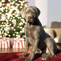 Rye - Mastador, a female Labrador Retriever and Mastador for sale in Hinckley, MN – Photo 4 of 7