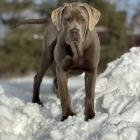 Rye - Mastador, a female Labrador Retriever and Mastador for sale in Hinckley, MN – Photo 2 of 7