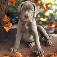 Rye - Mastador, a female Labrador Retriever and Mastador for sale in Hinckley, MN – Photo 6 of 7