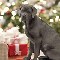 Rye - Mastador, a female Labrador Retriever and Mastador for sale in Hinckley, MN – Photo 3 of 7