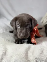 Spud - Mastador, a male English Mastiff and Mastador for sale in Hinckley, MN – 5 of 9