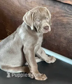 Tally - Mastador – English Mastiff, Mastador puppy for sale in Hinckley, MN