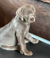 Tally - Mastador, a female English Mastiff and Mastador for sale in Hinckley, MN – 1 of 5