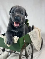 Prima - Mastador, a female English Mastiff and Mastador for sale in Hinckley, MN – 1 of 3