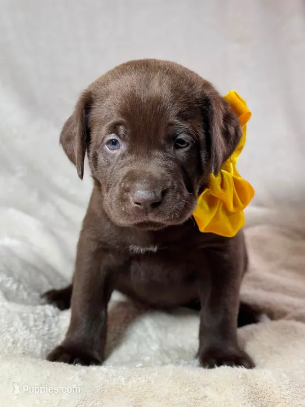 Mindy - Mastador – English Mastiff, Mastador puppy for sale in Hinckley, MN