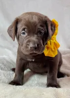 Mindy - Mastador, a female English Mastiff and Mastador for sale in Hinckley, MN – 6 of 7