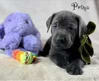 Prima - Mastador, a female English Mastiff and Mastador for sale in Hinckley, MN – 6 of 8
