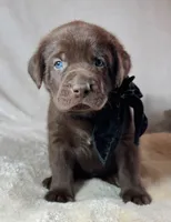 Burrito - Mastador, a male English Mastiff and Mastador for sale in Hinckley, MN – 2 of 4