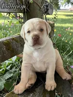 Lollipop - Mastador, a female Labrador Retriever and Mastador for sale in Hinckley, MN – 1 of 2