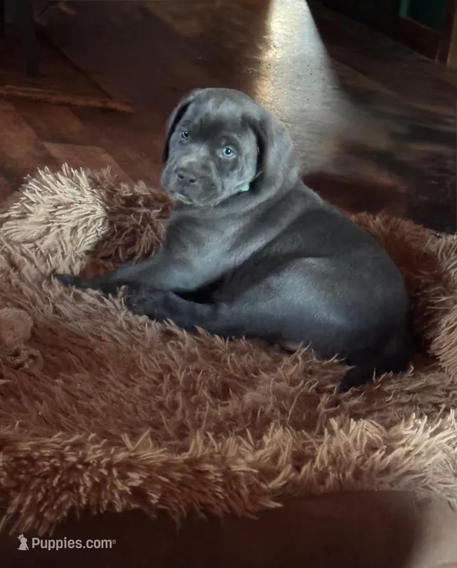 Aquaman – Labrador Retriever, Mastador puppy for sale in Hinckley, MN