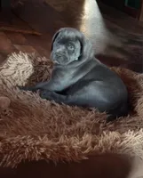 Aquaman, a male Labrador Retriever and Mastador for sale in Hinckley, MN – Photo 1 of 2