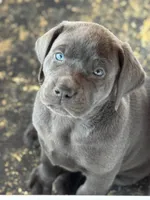 Aquaman, a male Labrador Retriever and Mastador for sale in Hinckley, MN – Photo 2 of 2