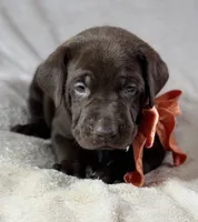 Spud - Mastador, a male English Mastiff and Mastador for sale in Hinckley, MN – 3 of 9