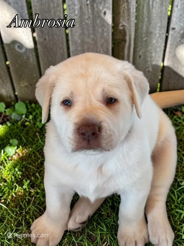Ambrosia - Mastadoe – English Mastiff, Mastador puppy for sale in Hinckley, MN