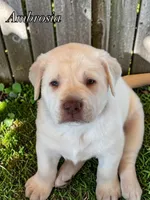 Ambrosia - Mastadoe, a female English Mastiff and Mastador for sale in Hinckley, MN – 1 of 2