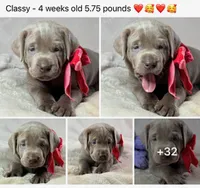 Classy - Mastador, a female English Mastiff and Mastador for sale in Hinckley, MN – 3 of 3