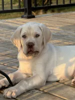 Lollipop - Mastador, a female Labrador Retriever and Mastador for sale in Hinckley, MN – 2 of 10
