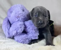 Prima - Mastador, a female English Mastiff and Mastador for sale in Hinckley, MN – 2 of 3