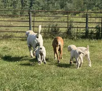 Pearl - Mastador, a female English Mastiff and Mastador for sale in Hinckley, MN – 6 of 10