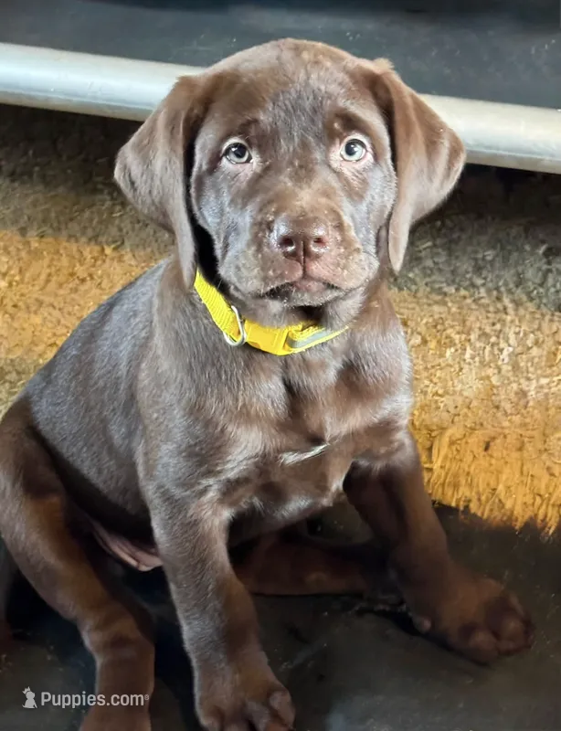 Mindy - Mastador – English Mastiff, Mastador puppy for sale in Hinckley, MN