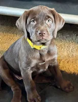 Mindy - Mastador, a female English Mastiff and Mastador for sale in Hinckley, MN – 1 of 7