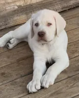 Ambrosia - Mastador, a female English Mastiff and Mastador for sale in Hinckley, MN – 2 of 10