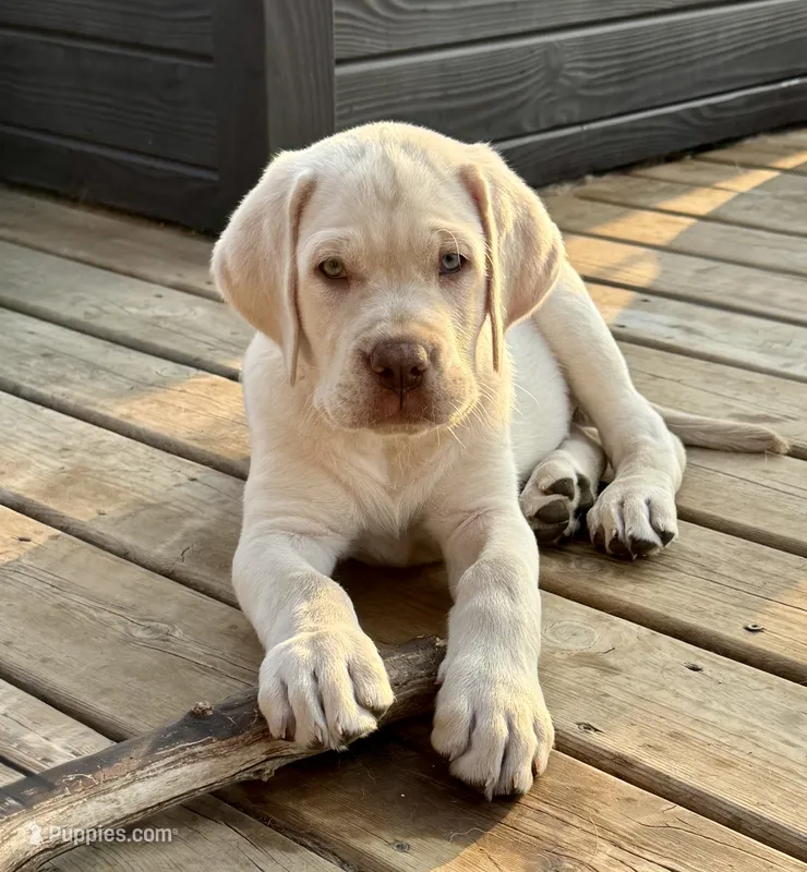 Lollipop - Mastador – Labrador Retriever, Mastador puppy for sale in Hinckley, MN