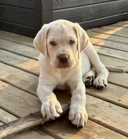 Lollipop - Mastador, a female Labrador Retriever and Mastador for sale in Hinckley, MN – 1 of 10