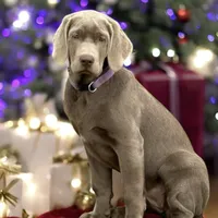 Mimosa - Mastador, a female Labrador Retriever and Mastador for sale in Hinckley, MN – Photo 5 of 10