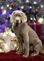 processed/a5e64976-bc97-4b0d-a619-2e30b7c73221/listing/ae70a194-2f69-448f-bea1-8ecf68714d97/1339450c-9299-48f8-8ba7-4737a0d2040b