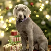 Mimosa - Mastador, a female Labrador Retriever and Mastador for sale in Hinckley, MN – Photo 4 of 10