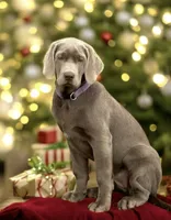 processed/a5e64976-bc97-4b0d-a619-2e30b7c73221/listing/ae70a194-2f69-448f-bea1-8ecf68714d97/2918ce62-8ac0-4f44-aab9-f8a01b8f1046