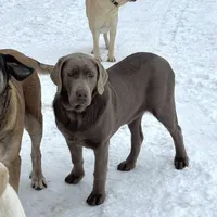 Mimosa - Mastador, a female Labrador Retriever and Mastador for sale in Hinckley, MN – Photo 1 of 10