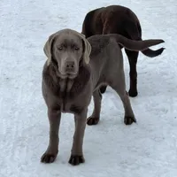 Mimosa - Mastador, a female Labrador Retriever and Mastador for sale in Hinckley, MN – Photo 3 of 10