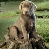 Mimosa - Mastador, a female Labrador Retriever and Mastador for sale in Hinckley, MN – Photo 8 of 10