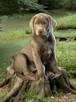 processed/a5e64976-bc97-4b0d-a619-2e30b7c73221/listing/ae70a194-2f69-448f-bea1-8ecf68714d97/55413ee1-efb7-46bc-af96-886bf58cd3d1