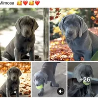 Mimosa - Mastador, a female Labrador Retriever and Mastador for sale in Hinckley, MN – Photo 7 of 10