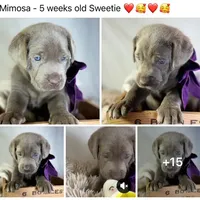 Mimosa - Mastador, a female Labrador Retriever and Mastador for sale in Hinckley, MN – Photo 10 of 10