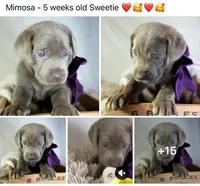 processed/a5e64976-bc97-4b0d-a619-2e30b7c73221/listing/ae70a194-2f69-448f-bea1-8ecf68714d97/a9c226be-3ed0-4f62-a1ae-b0fabf6a38cd