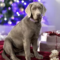 Mimosa - Mastador, a female Labrador Retriever and Mastador for sale in Hinckley, MN – Photo 6 of 10