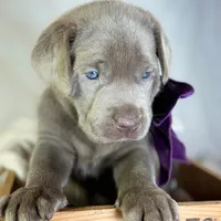 Mimosa - Mastador, a female Labrador Retriever and Mastador for sale in Hinckley, MN – Photo 9 of 10