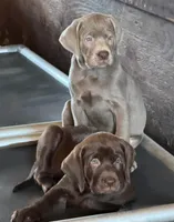 Mindy - Mastador, a female English Mastiff and Mastador for sale in Hinckley, MN – 2 of 7